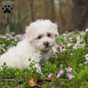Leo, Bich-Poo Puppy
